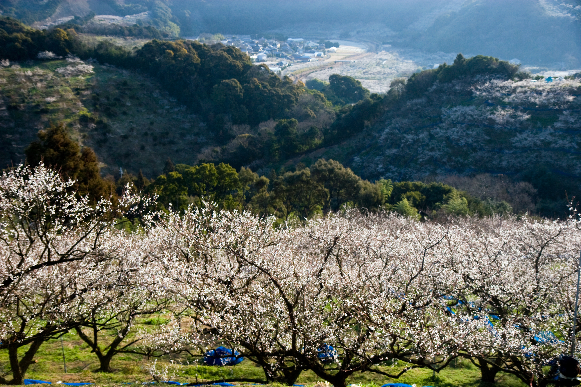 手前に満開の梅 梅の後ろに山があり、そのふもとの町がわずかに見える写真